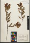 Foto von Salix silesiaca Willd.
